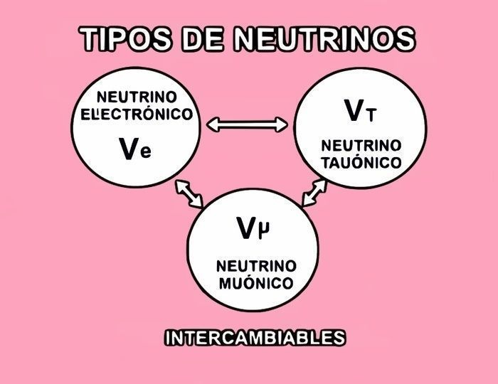 neutrino electrónico, neutrino tauónico y neutrino muónico
