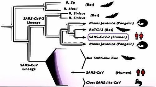 linajes genéticos del sars covid19